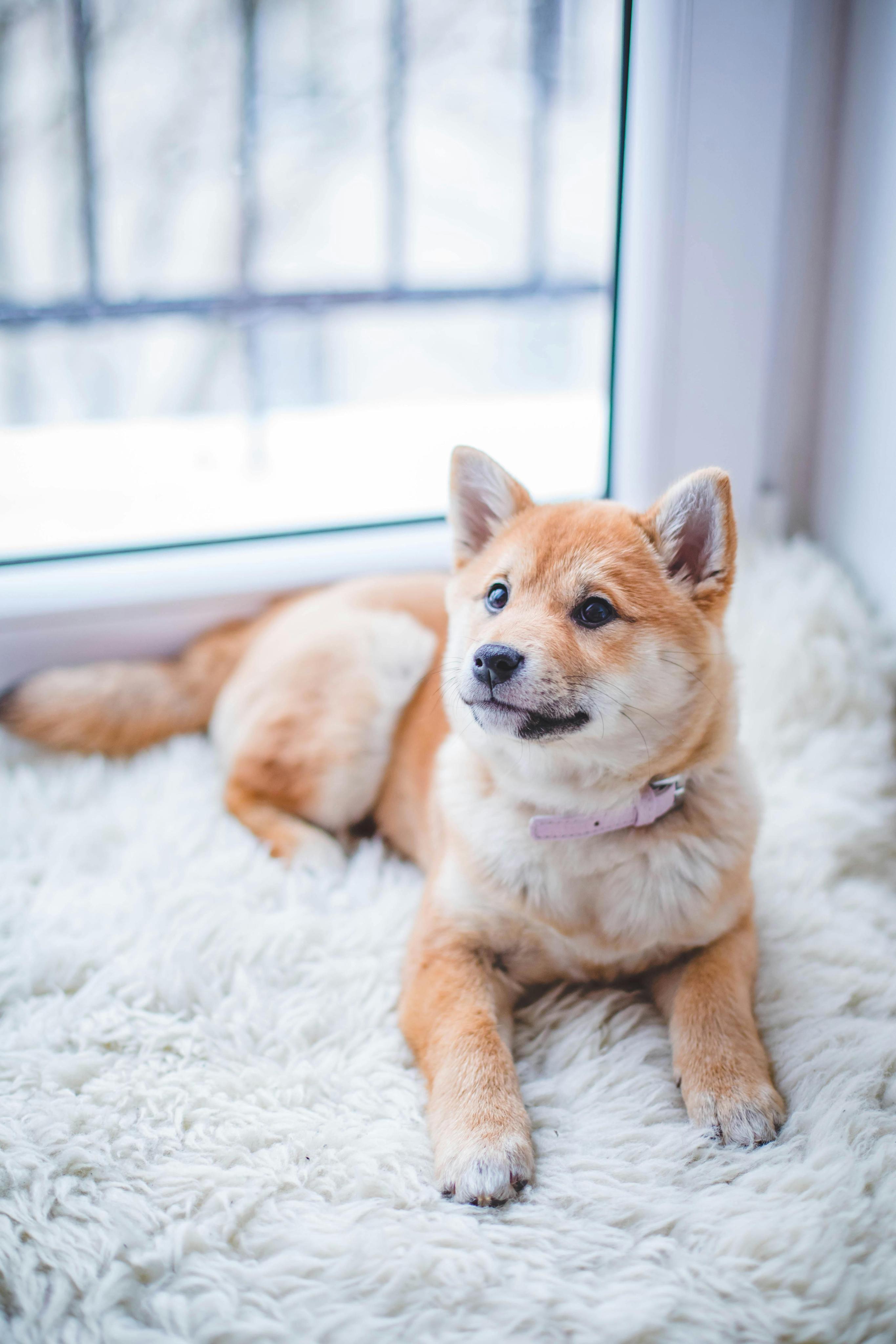Upload a picture of your pet(s)
